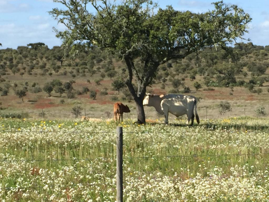 Casinha Das Flores Reguengos de Monsaraz Dış mekan fotoğraf